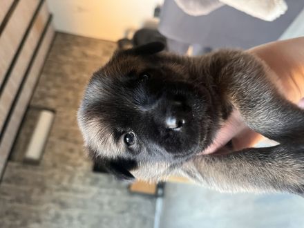 Mega süße Malinoi-Mix Welpen