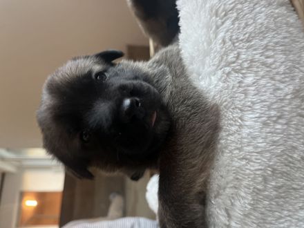 Mega süße Malinoi-Mix Welpen