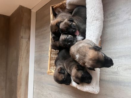 Mega süße Malinoi-Mix Welpen