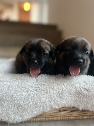 Mega süße Malinoi-Mix Welpen