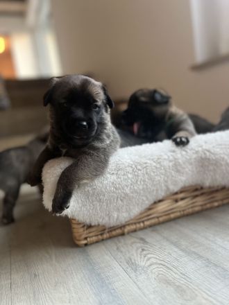 Mega süße Malinoi-Mix Welpen