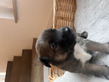 Mega süße Malinoi-Mix Welpen