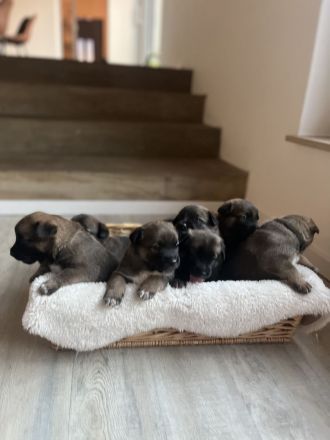 Mega süße Malinoi-Mix Welpen