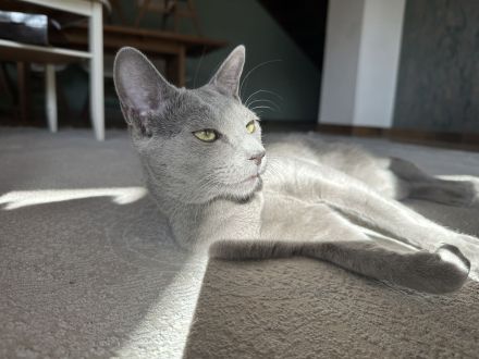 Erfahrener Russisch Blau Deckkater – helle Linie, amerikanische Art – mit exzellentem Stammbaum