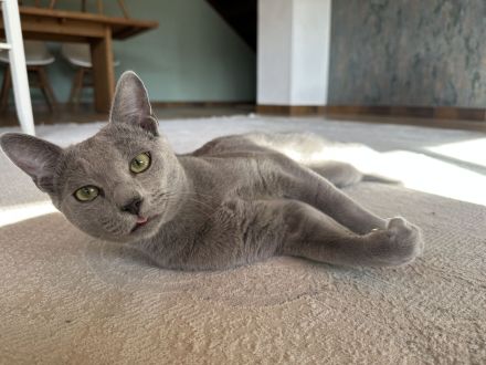 Erfahrener Russisch Blau Deckkater – helle Linie, amerikanische Art – mit exzellentem Stammbaum
