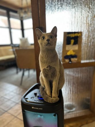 Erfahrener Russisch Blau Deckkater – helle Linie, amerikanische Art – mit exzellentem Stammbaum