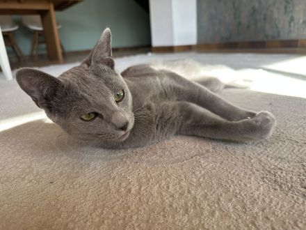 Erfahrener Russisch Blau Deckkater – helle Linie, amerikanische Art – mit exzellentem Stammbaum