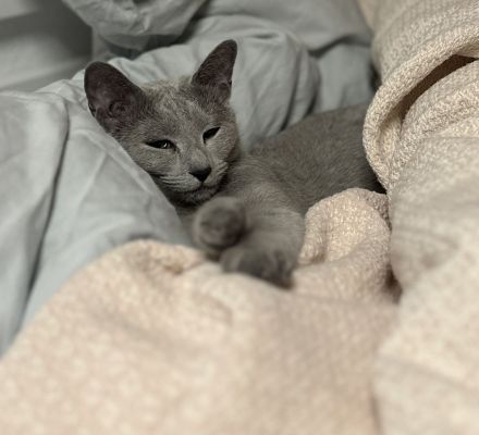 Erfahrener Russisch Blau Deckkater – helle Linie, amerikanische Art – mit exzellentem Stammbaum