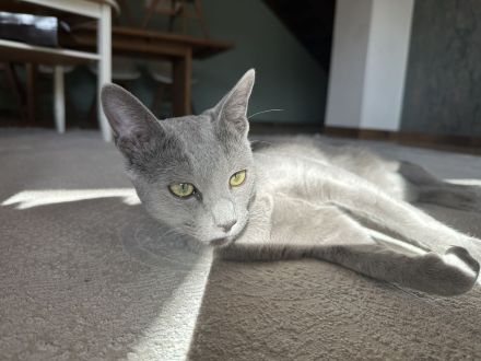 Erfahrener Russisch Blau Deckkater – helle Linie, amerikanische Art – mit exzellentem Stammbaum