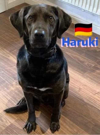 Haruki, 11/18 - sucht extrem DRINGEND eine erfahrene PS oder Zuhause