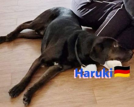 Haruki, 11/18 - sucht extrem DRINGEND eine erfahrene PS oder Zuhause