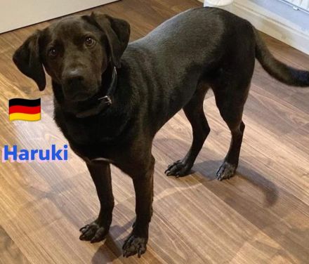 Haruki, 11/18 - sucht extrem DRINGEND eine erfahrene PS oder Zuhause
