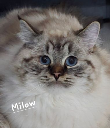 Milow* Deckkater *erwartet Damenbesuch