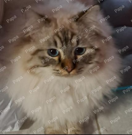 Milow* Deckkater *erwartet Damenbesuch