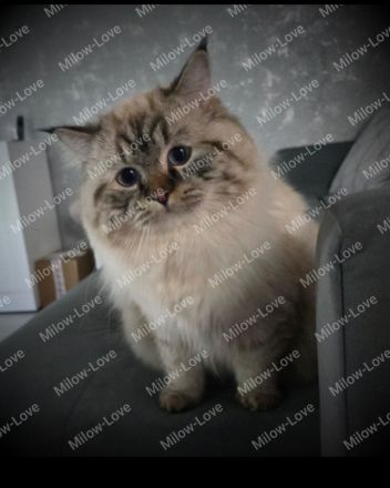 Milow* Deckkater *erwartet Damenbesuch