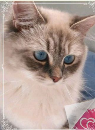 Milow* Deckkater *erwartet Damenbesuch