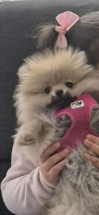 Pomeranian Zwergspitz 4Monate alt