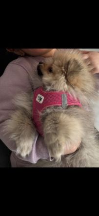 Pomeranian Zwergspitz 4Monate alt