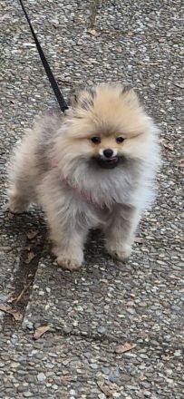 Pomeranian Zwergspitz 4Monate alt