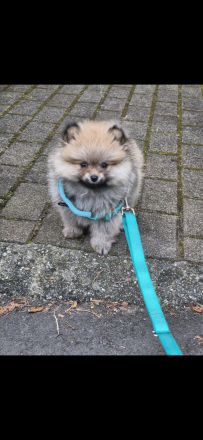 Pomeranian Zwergspitz 4Monate alt