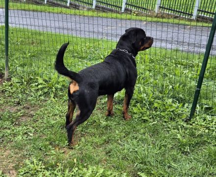 Rottweiler Rüde 18 Monate