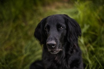 Ernährungs- und Gesundheitsberatung, Mykotherapie & Phytotherapie Hunde & Katzen in Niedersachsen