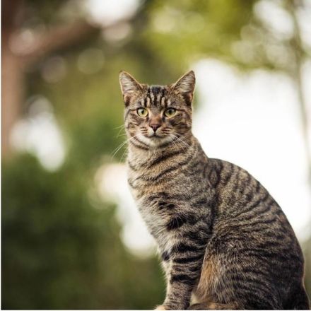 Ernährungs- und Gesundheitsberatung, Mykotherapie & Phytotherapie Hunde & Katzen in Niedersachsen