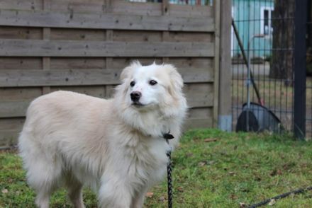 Moyo, Sheltie Mix, geb. 2019, möchte Vertrauen aufbauen und endlich ein Zuhause genießen