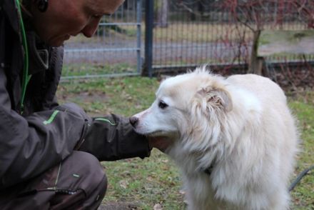 Moyo, Sheltie Mix, geb. 2019, möchte Vertrauen aufbauen und endlich ein Zuhause genießen