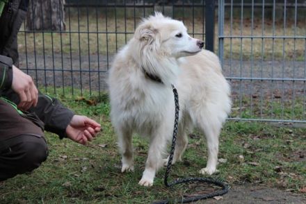 Moyo, Sheltie Mix, geb. 2019, möchte Vertrauen aufbauen und endlich ein Zuhause genießen