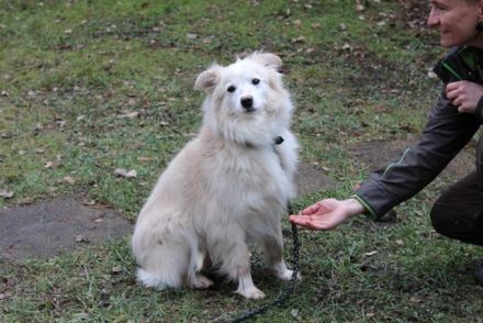 Moyo, Sheltie Mix, geb. 2019, möchte Vertrauen aufbauen und endlich ein Zuhause genießen