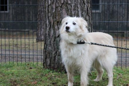 Moyo, Sheltie Mix, geb. 2019, möchte Vertrauen aufbauen und endlich ein Zuhause genießen