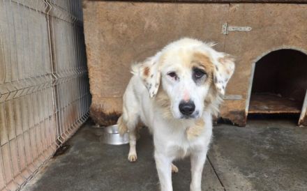 Wer schenkt Gina ein schönes Zuhause?