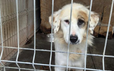 Wer schenkt Gina ein schönes Zuhause?