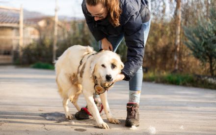 Wer schenkt Gina ein schönes Zuhause?