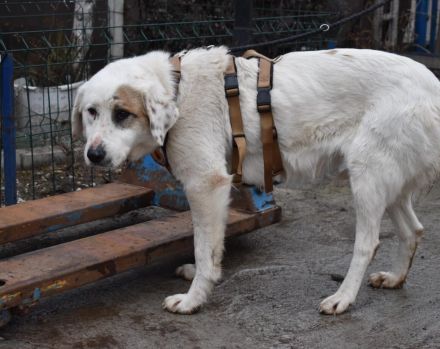 Wer schenkt Gina ein schönes Zuhause?