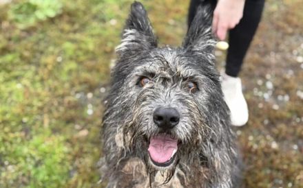 Strubbel-Hündin Rania