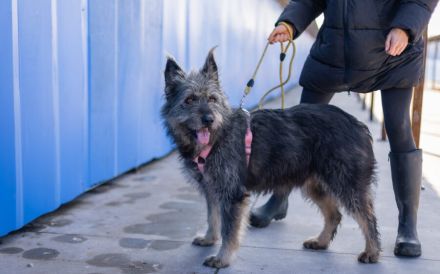 Strubbel-Hündin Rania