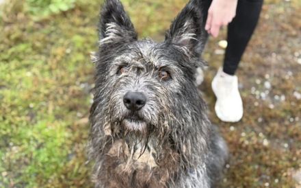 Strubbel-Hündin Rania