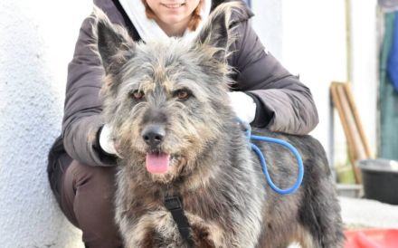 Strubbel-Hündin Rania