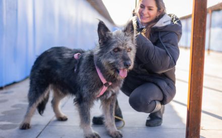 Strubbel-Hündin Rania