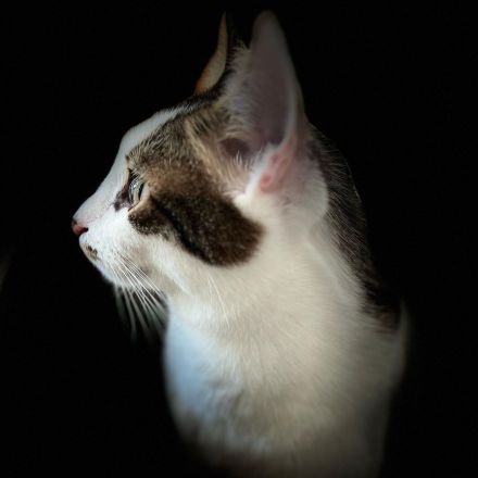 Kater Piff und Spooky suchen ihr Zuhause oder eine Pflegstelle