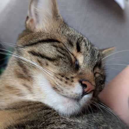 Kater Piff und Spooky suchen ihr Zuhause oder eine Pflegstelle