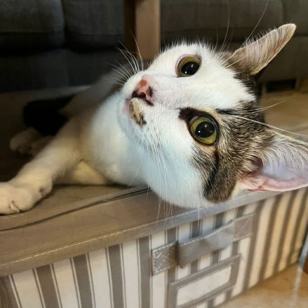 Kater Piff und Spooky suchen ihr Zuhause oder eine Pflegstelle