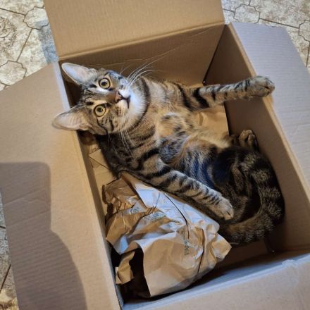 Kater Piff und Spooky suchen ihr Zuhause oder eine Pflegstelle