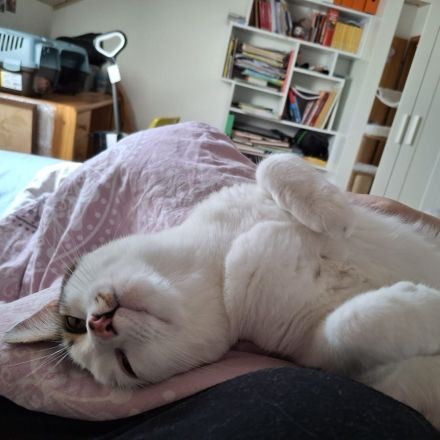 Kater Piff und Spooky suchen ihr Zuhause oder eine Pflegstelle