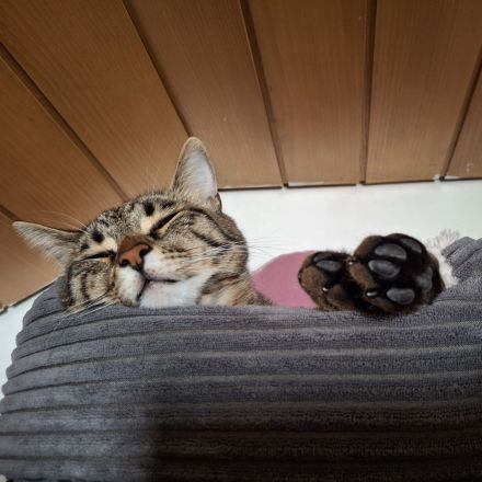 Kater Piff und Spooky suchen ihr Zuhause oder eine Pflegstelle