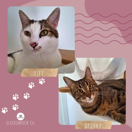 Kater Piff und Spooky suchen ihr Zuhause oder eine Pflegstelle