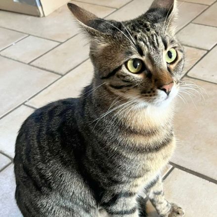 Kater Piff und Spooky suchen ihr Zuhause oder eine Pflegstelle