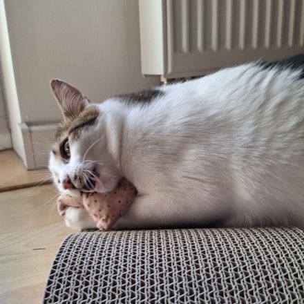 Kater Piff und Spooky suchen ihr Zuhause oder eine Pflegstelle